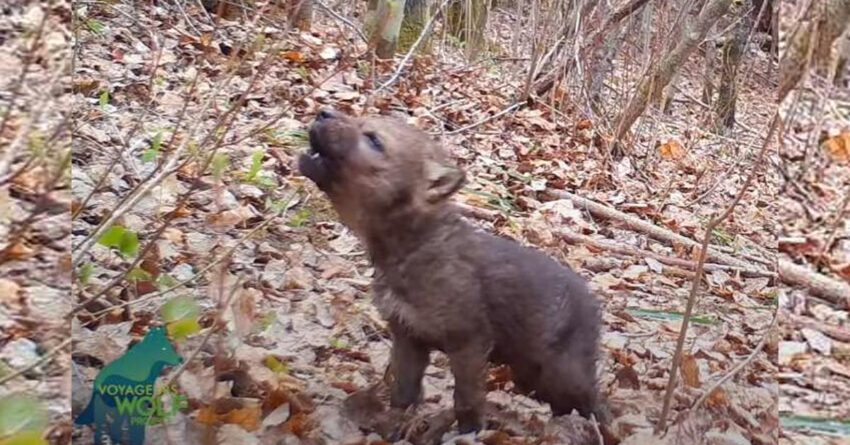 Tiny Wolf Cub Captured While Trying Out His First Howls Ever ...