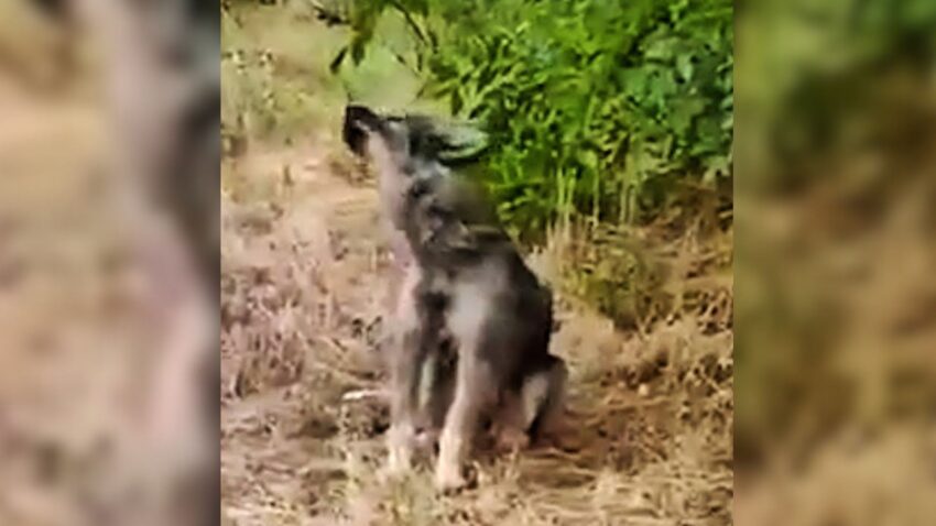 Kind Woman Driving Along The Road Spots A Dog Crying And Waiting For ...