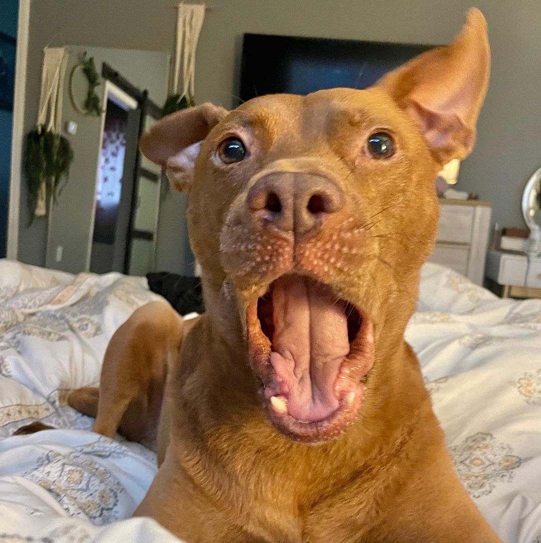 dog lying in bed