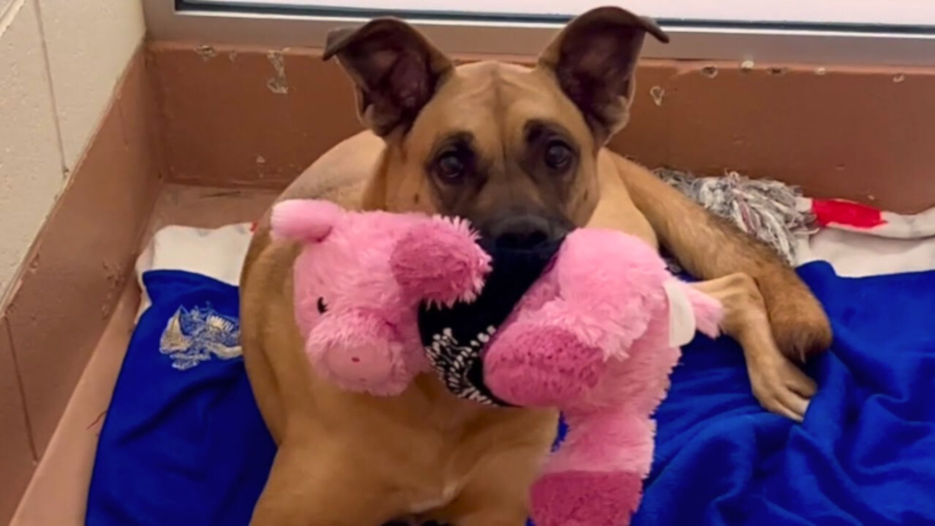 Sweet Dog Spent 3 Years Waiting For Her Perfect Home But People Were Reluctant To Adopt Her