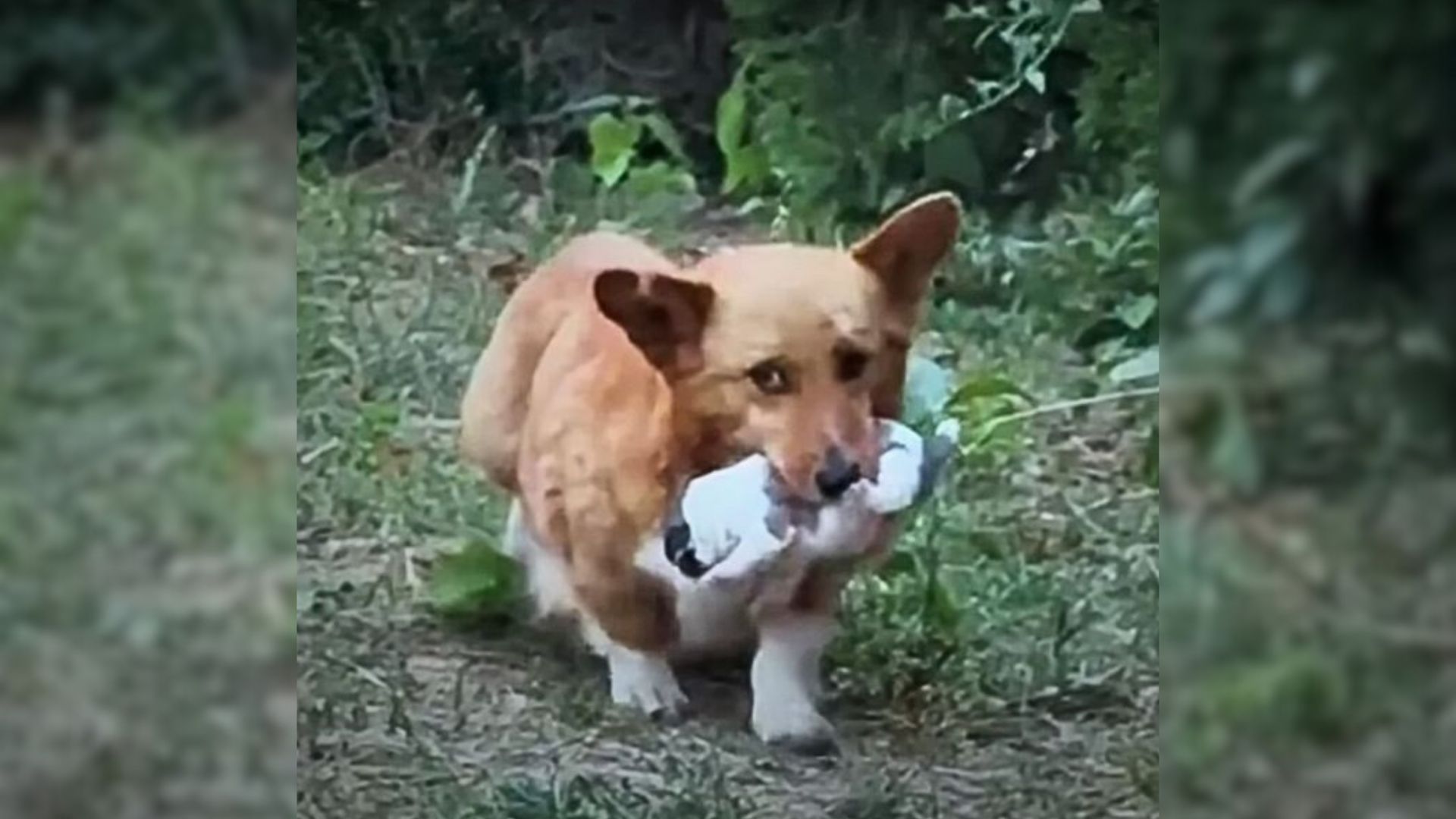 Mom Dog Appears From Behind A Bush Carrying A Tiny Baby And Begging For Help