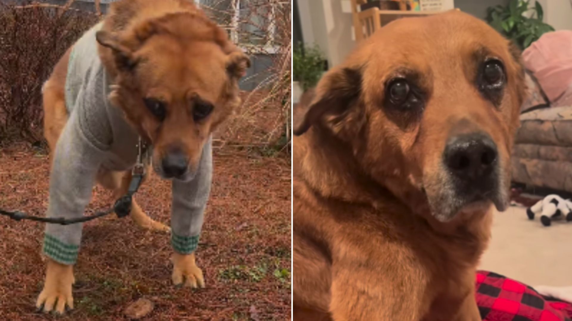 Senior Dog Was Only Moments Away From Being Euthanized After His Family Dumped Him