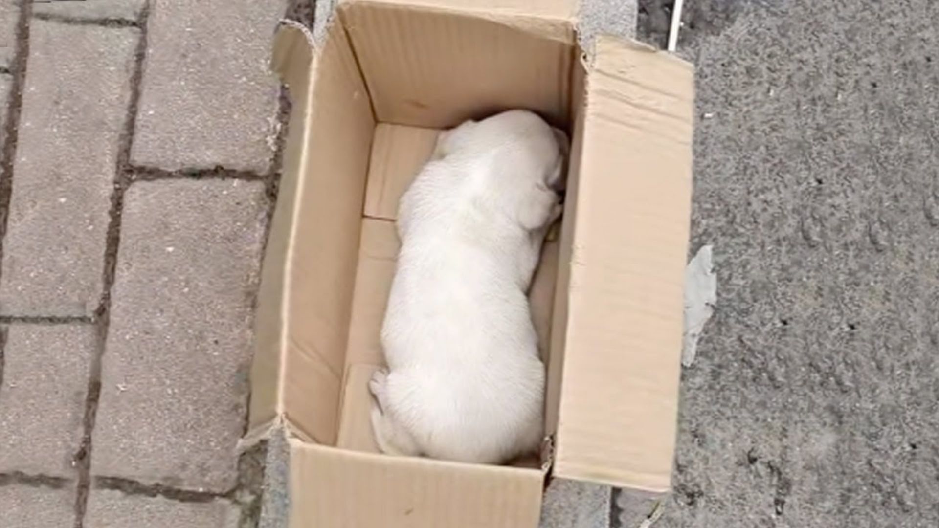 A Good Man Helps A Little Abandoned Puppy Who Was Shivering In A Box And Crying For His Mom