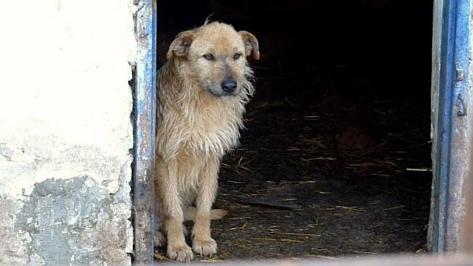 This Pup Was Losing All Hope Until Someone Special Came To Rescue Her