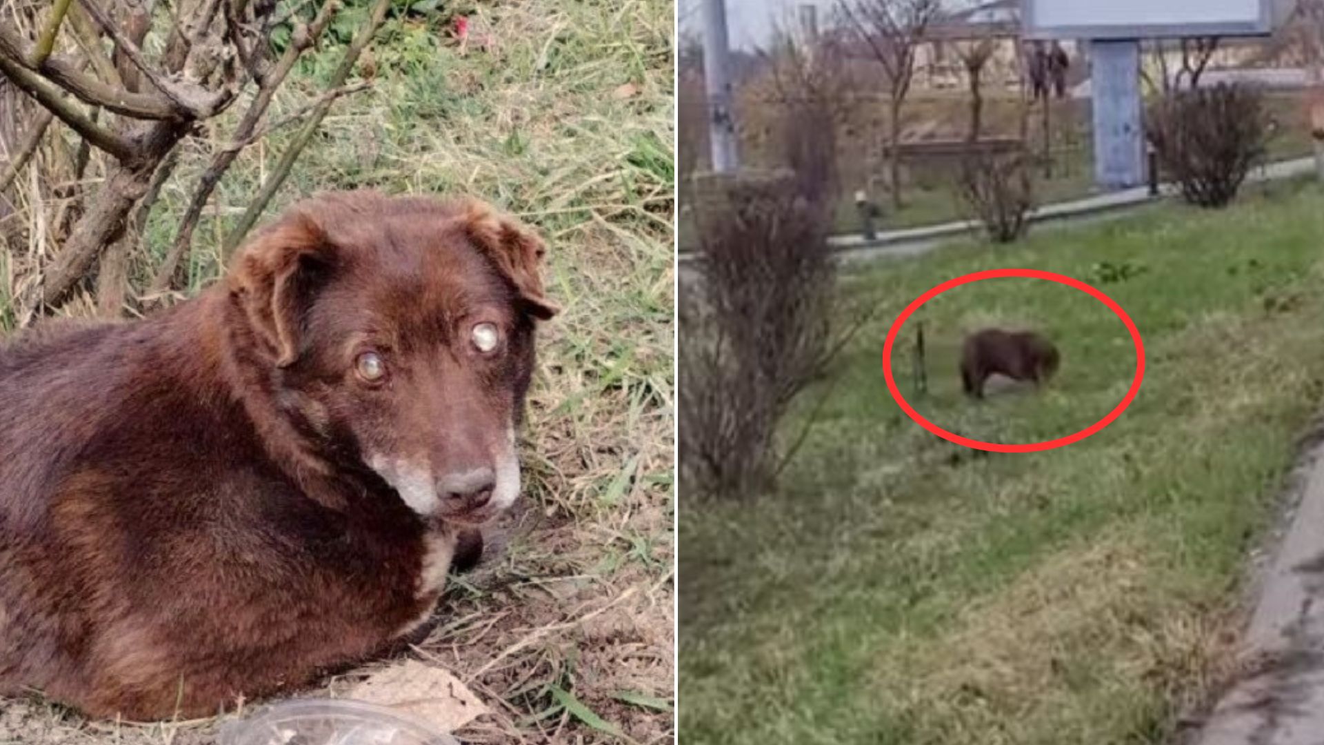 A Sorrowful Blind Pup Who Was Dumped Next To A Busy Road Gets A Chance To Feel True Love