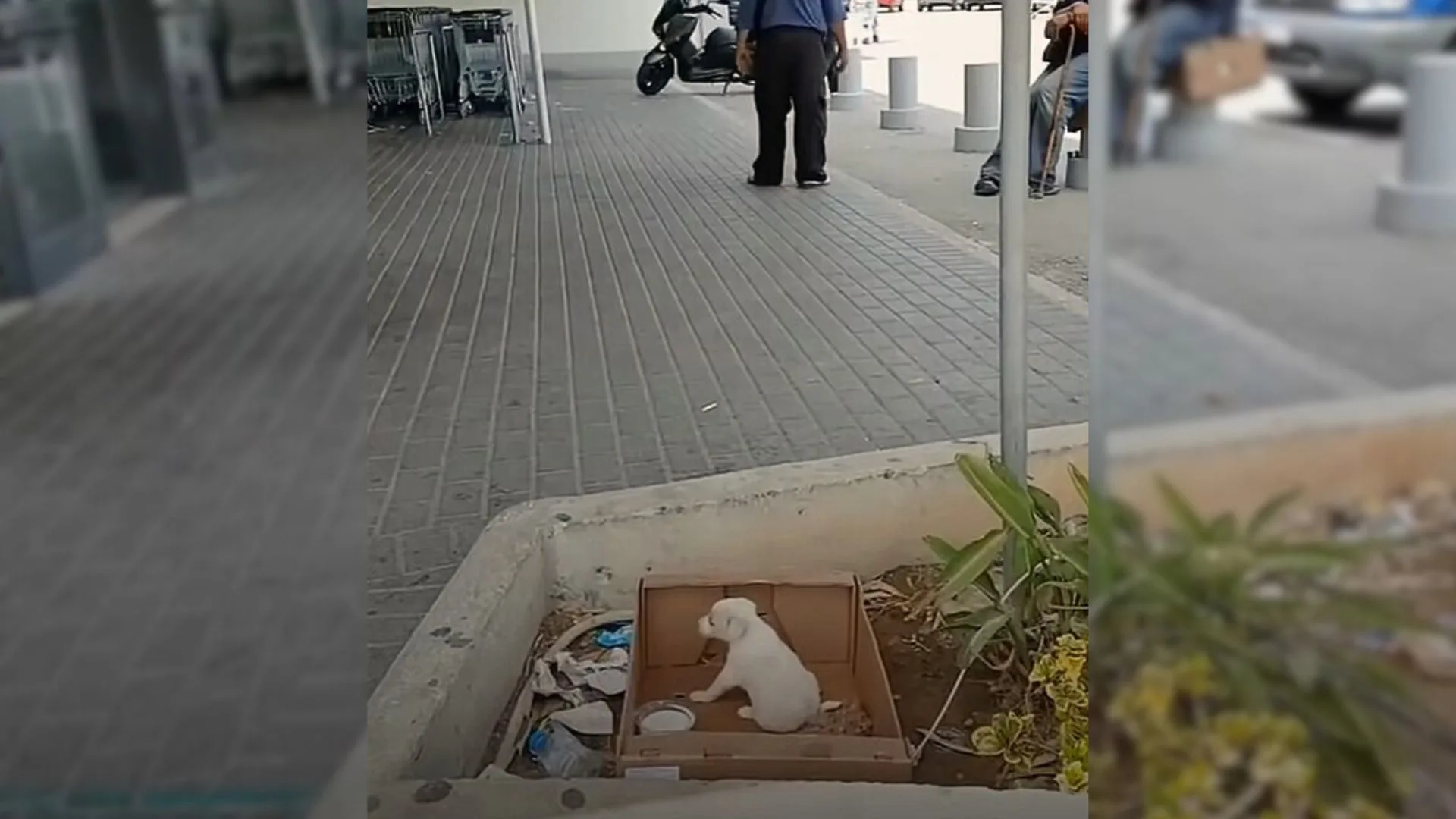 Teeny-Tiny Puppy Keeps Crying And Asking People After Being Left Outside A Supermarket