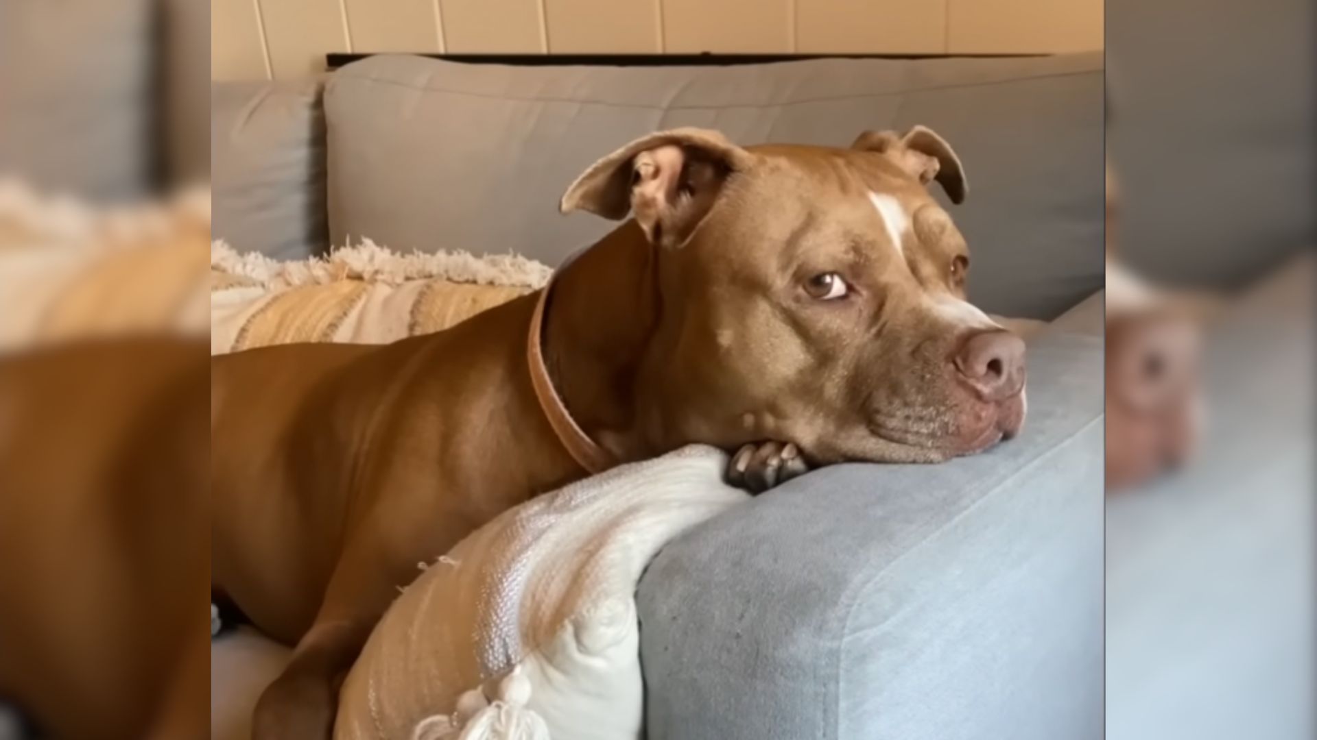 Woman Rescues The Sweetest Pittie, Then Realizes She Has The Most Unusual Fear