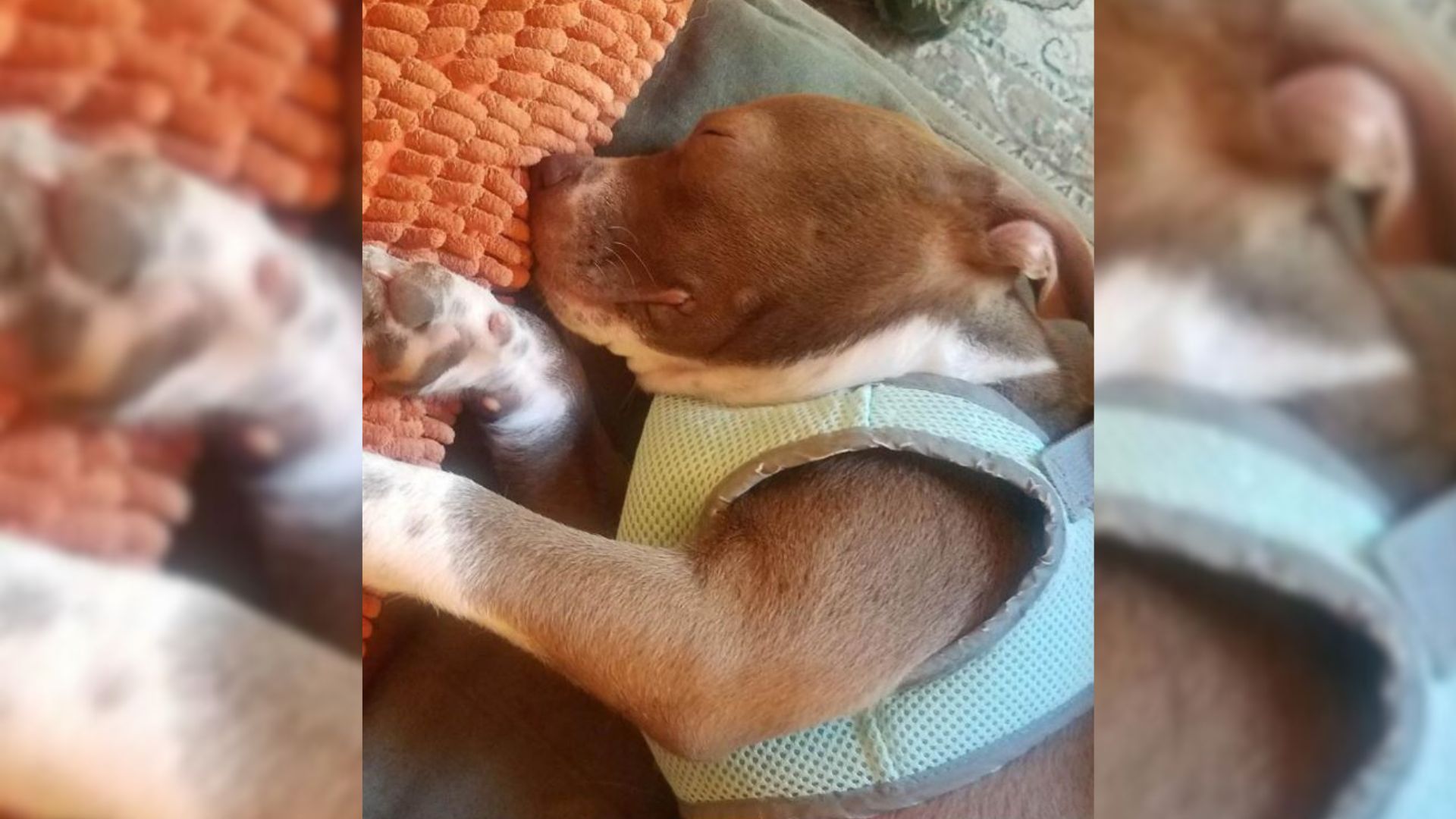 Couple Was Surprised When They Learned That Their Blind Dog Had A Hidden Ability