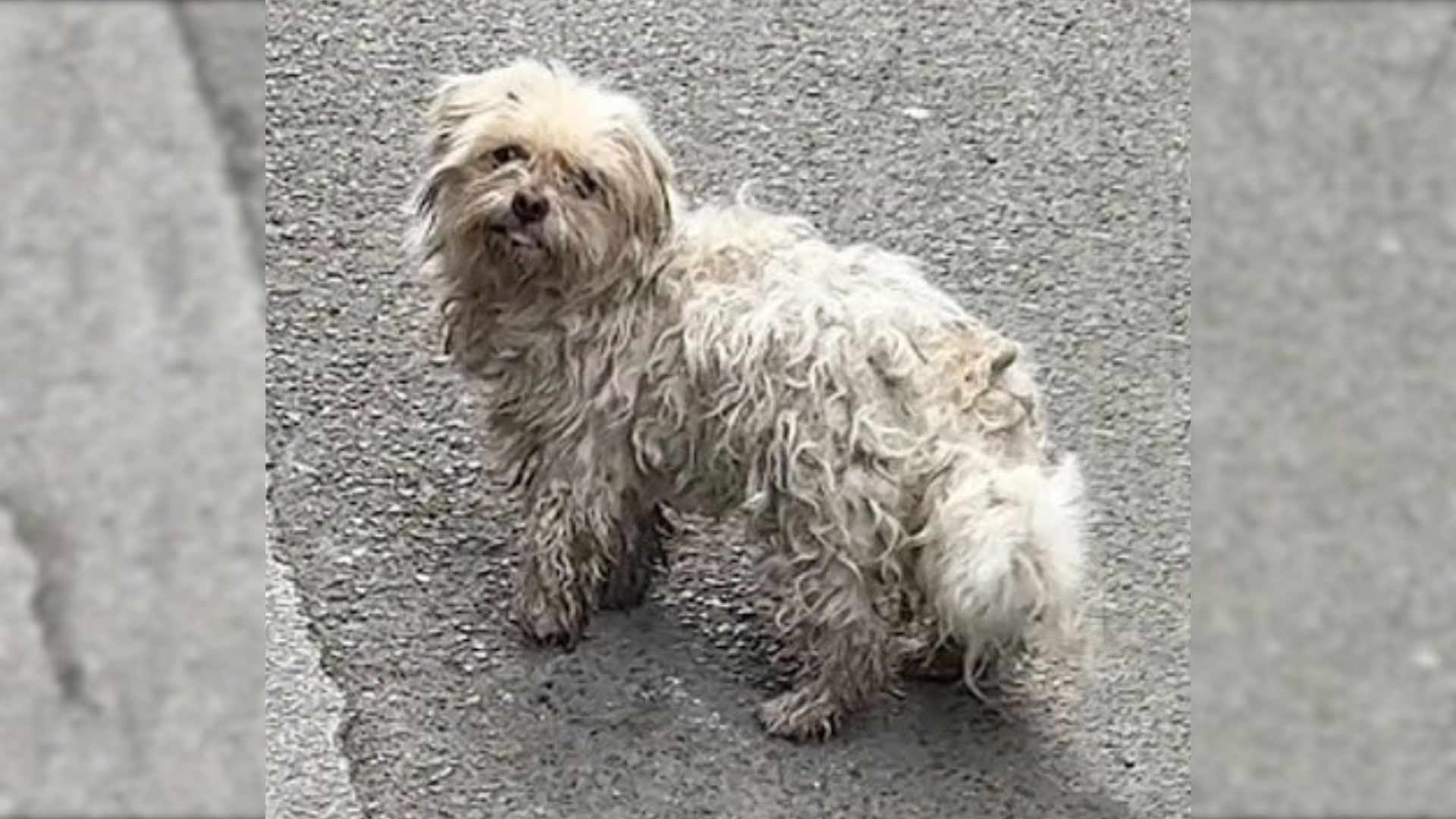 Injured Dog Living On The Street Begs People For Food, Then Something Amazing Happens