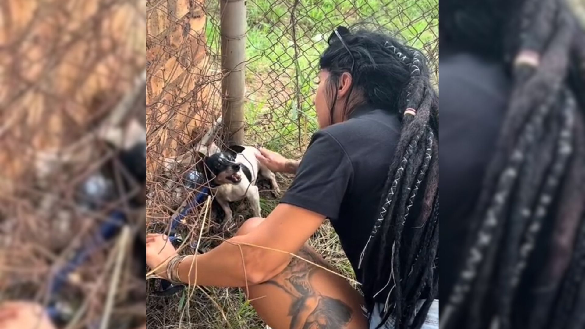 Aggressive And Traumatized Pup Who Didn’t Allow His Rescuer To Touch Him Transformed Into The Sweetest Boy  