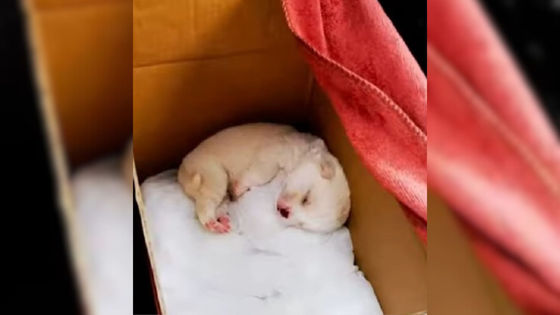 An Adorable One-Week-Old Puppy Who Was Dumped In A Plastic Bag Kept Crying For His Mom