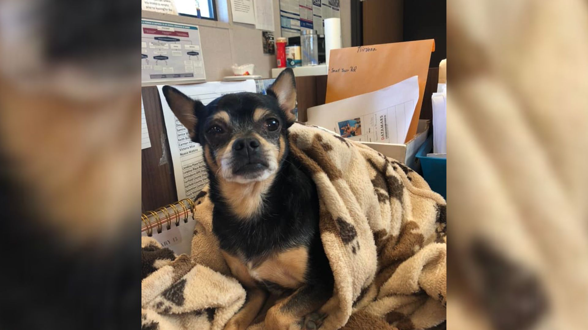 10-Year-Old Dog Surrendered At Shelter Hopes To See His Family Every Time A Car Pulls Up