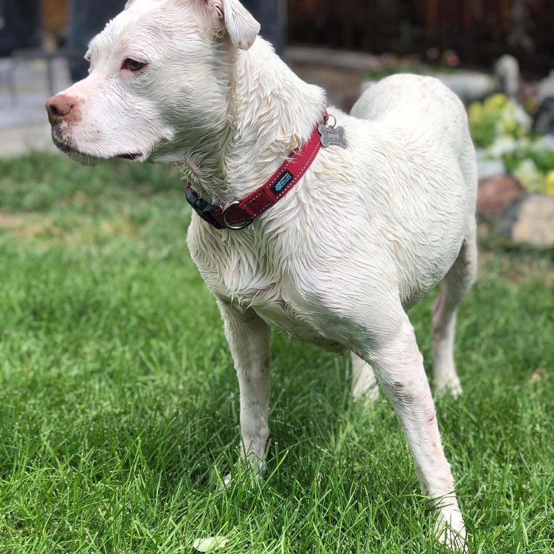 Cute white dog with red necklace