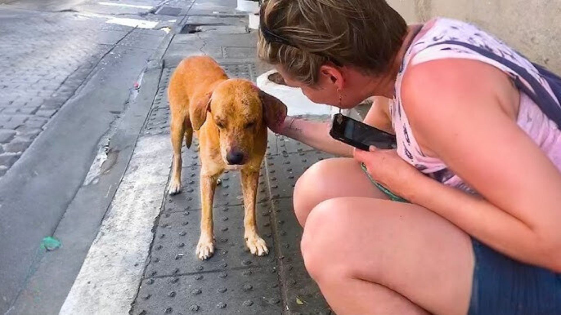 Desperate Pup Politely Asks Strangers For Help, And His Life Takes An Unexpected Turn