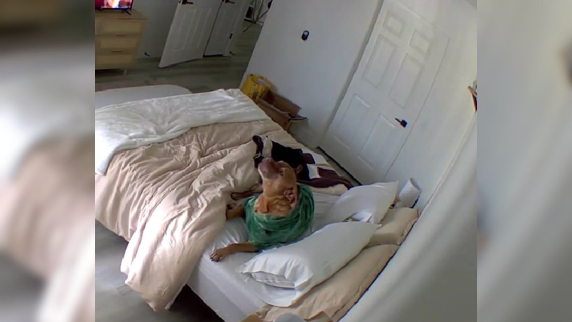 Woman Wondered Why Her Bed Was Messy Whenever She Came Home But Then Realized What Was Going On