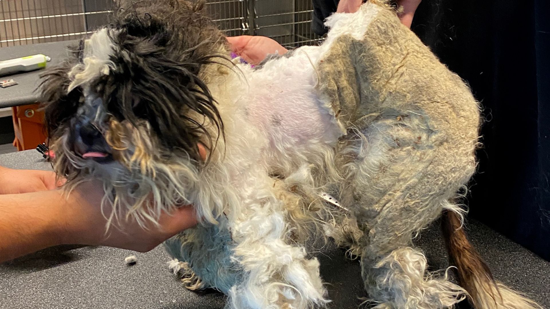 Rescuers Shocked To Learn The True Identity Of A Matted Animal Found In Poor Condition