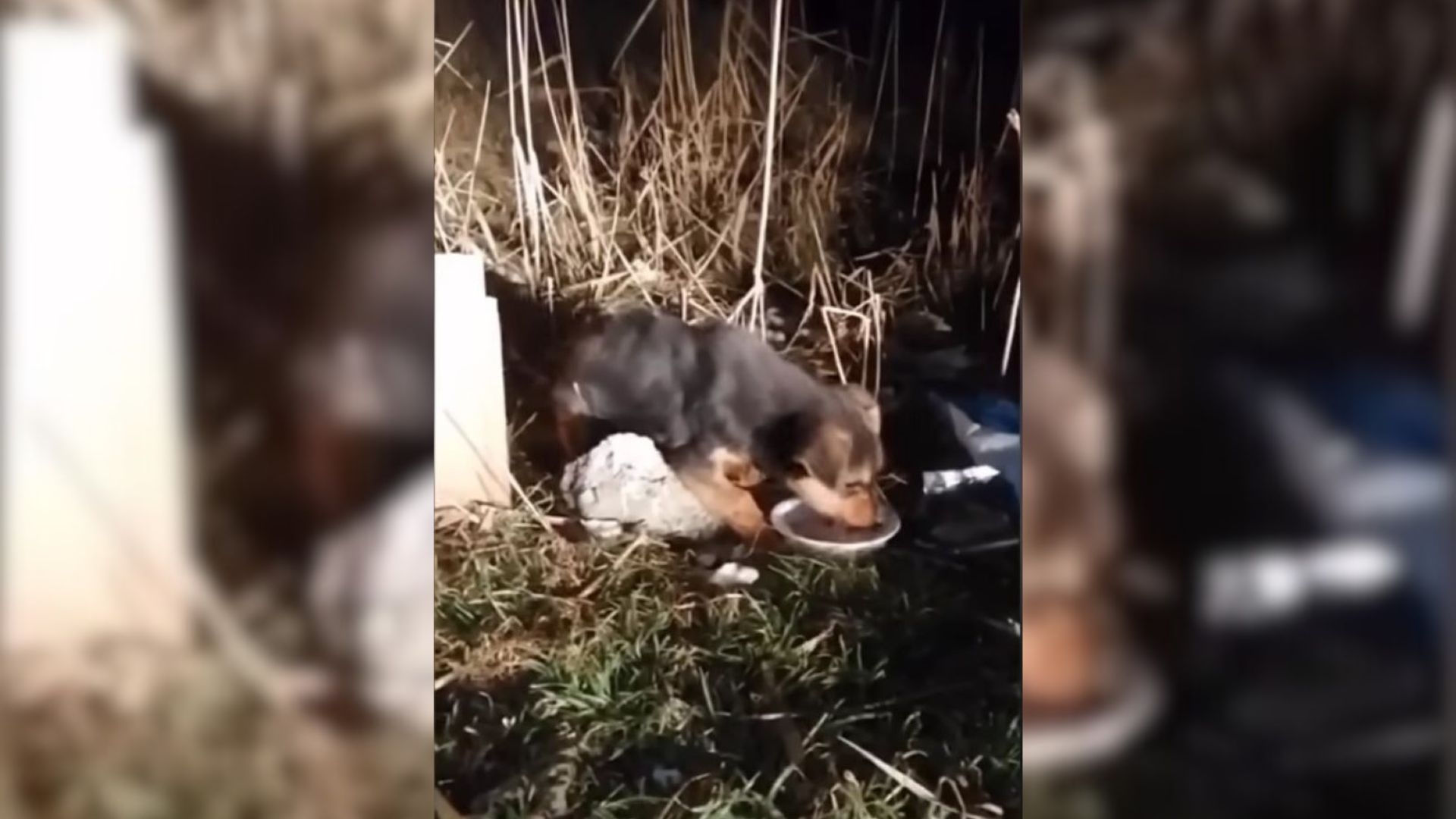 Kind Rescuers Witness A Shocking Abandonment Of A Puppy Next To A Highway