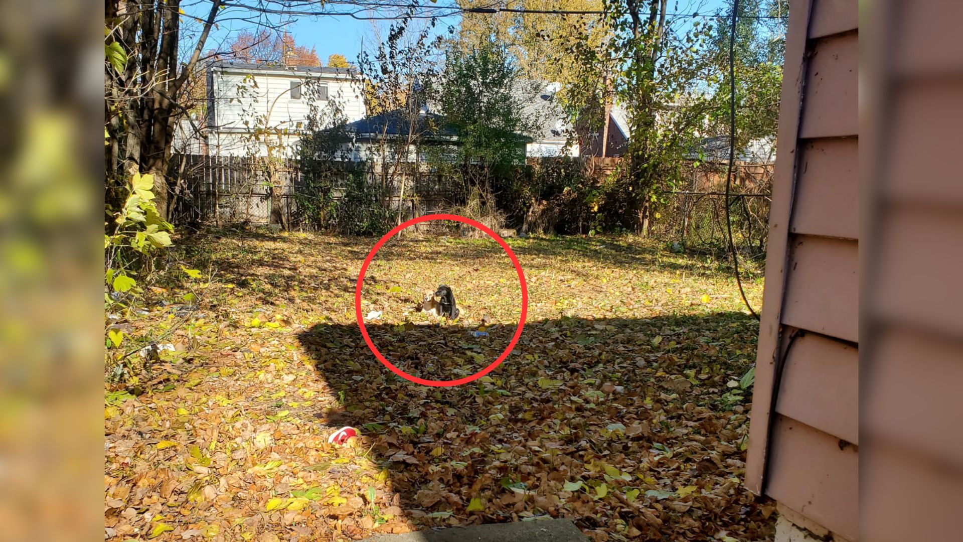 Electrician Was Just Minding His Business When He Spotted Somebody Watching Him Behind A House