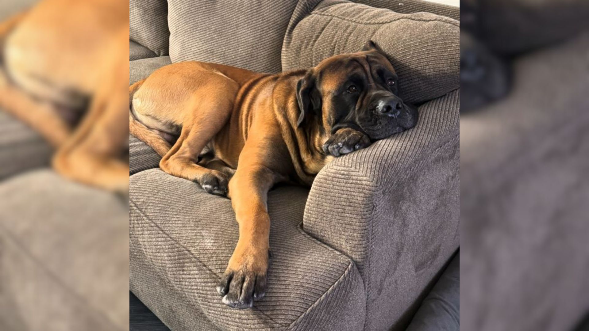 Heartbroken Giant Dog Struggles To Cope With The Devastating Loss Of His Little Sister