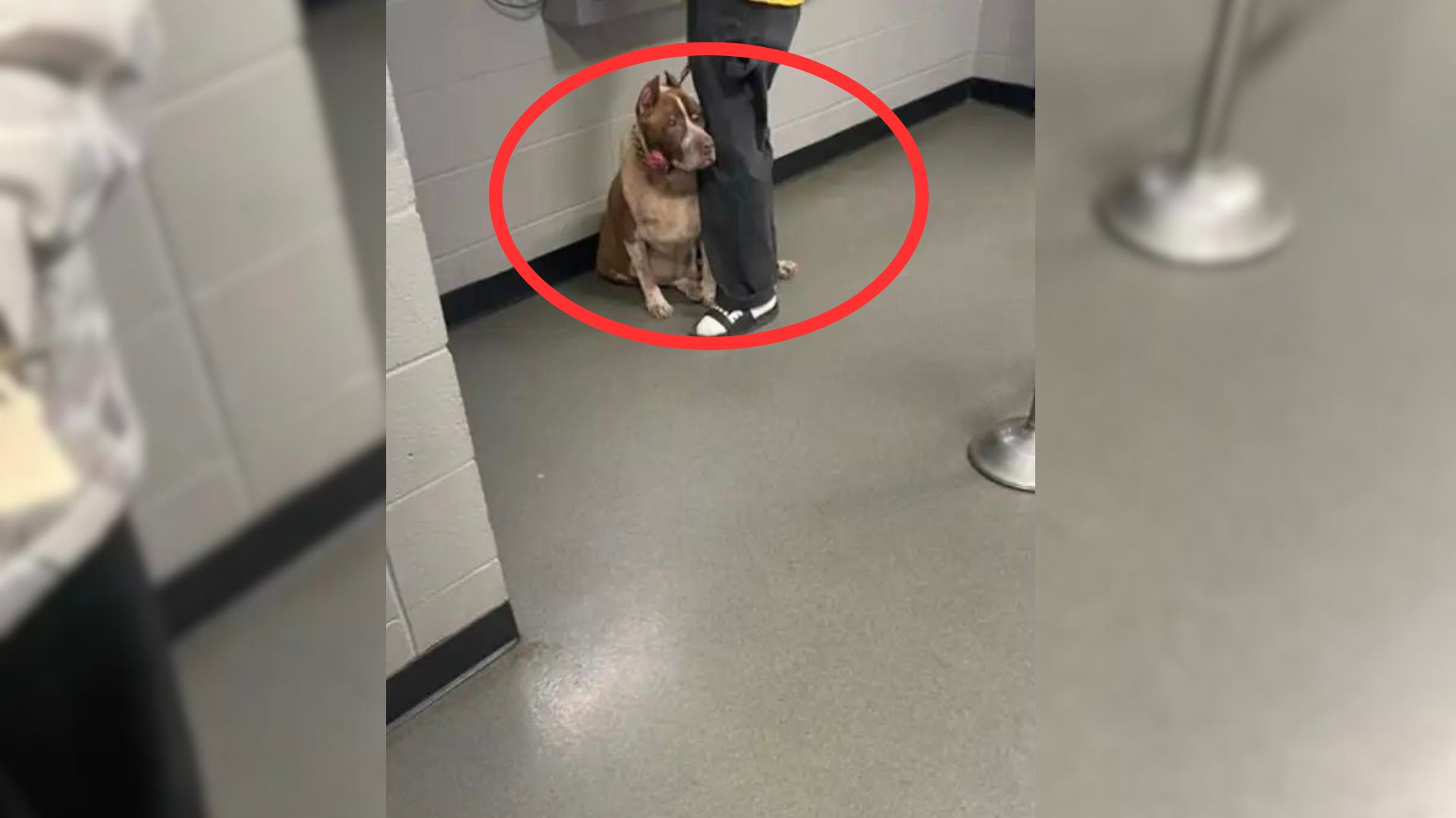 Senior Dog Realizes His Owner Is Going To Abandon Him And Tries To Cling To Him To Stop Him