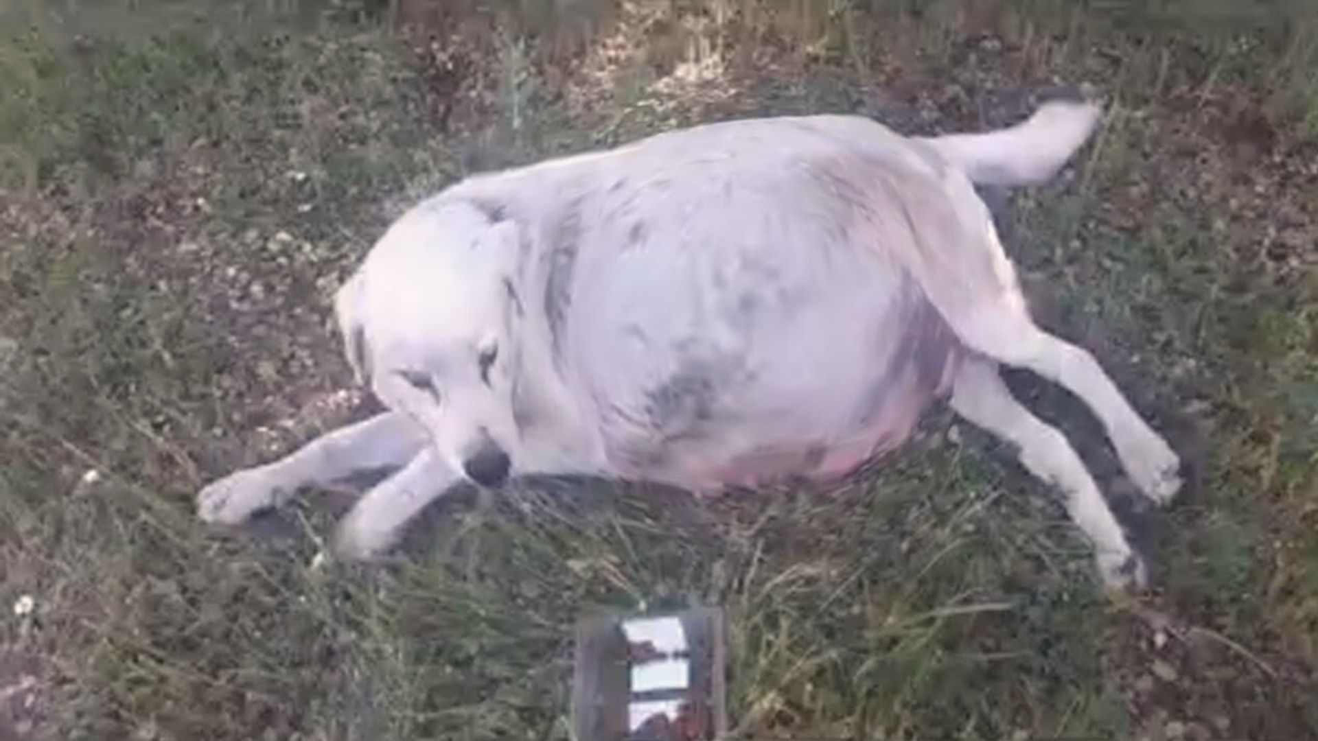 Heavily Pregnant Pup Who Was Abused By Her Owner Decided To Run Away And Start A New Life