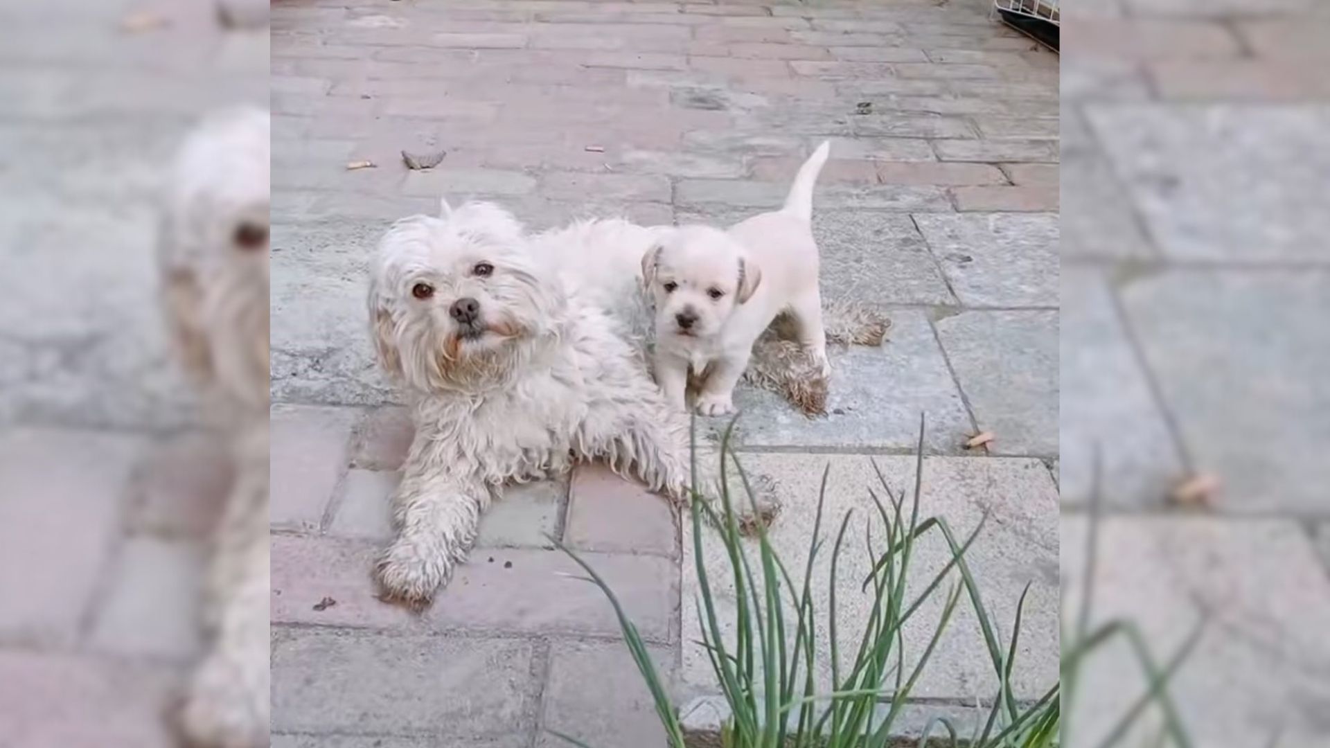 Stray Dog In Need Appears On A Family’s Doorstep, Then Reveals Her Amazing Surprise