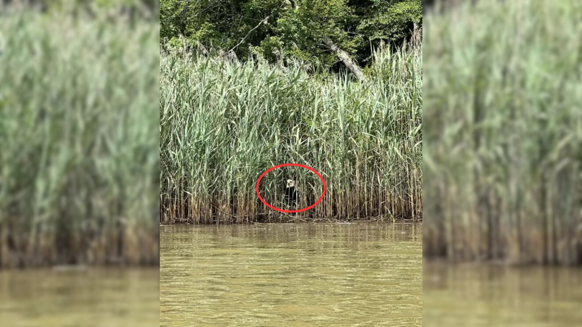 Kayaker Was Surprised When He Saw Something Watching Him In The Reeds, So He Went To Check It Out