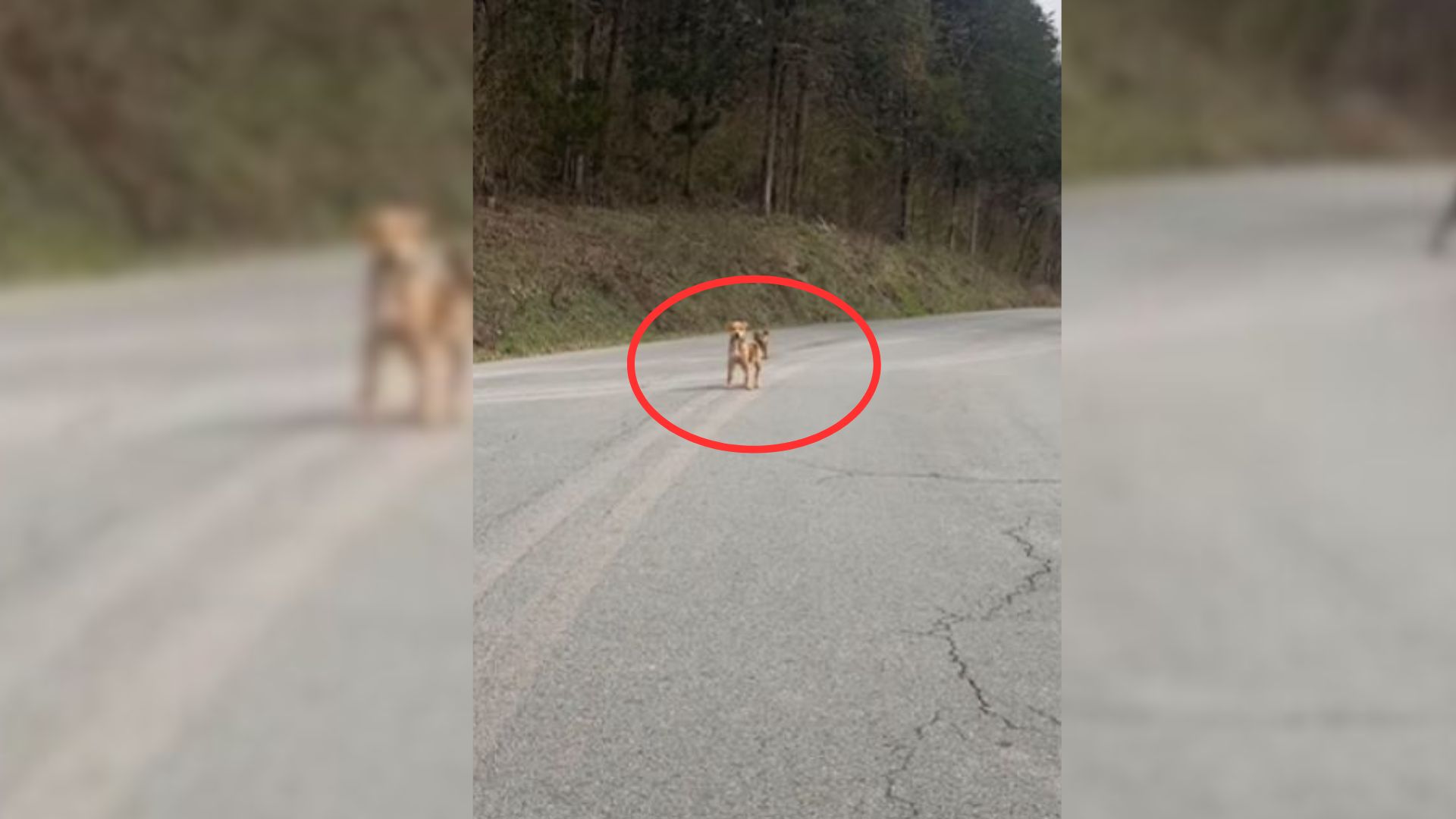 Rescuer Was Surprised To Find Two Dogs In The Middle Of The Road, So She Decided To Help