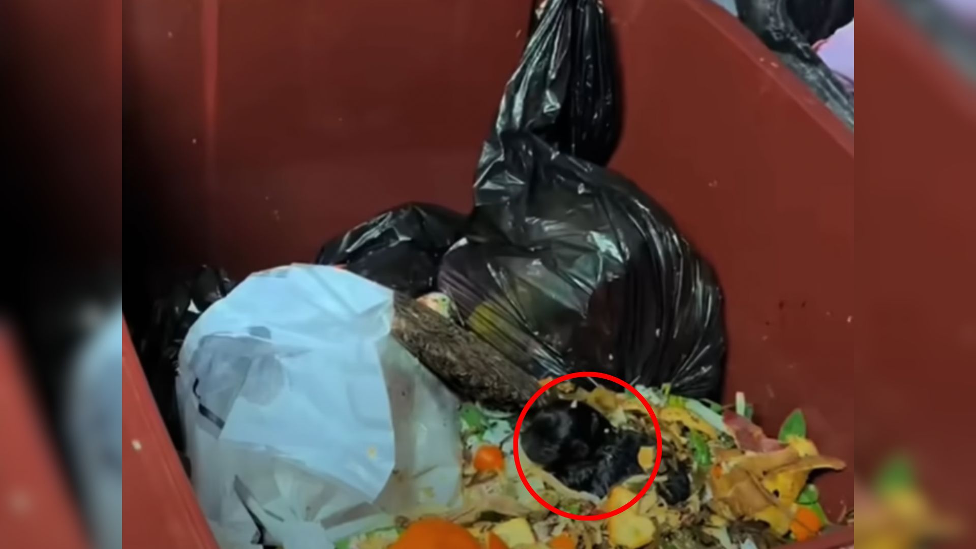 Man Was Taking Out Garbage And Couldn’t Believe What He Found Inside A Trash Can