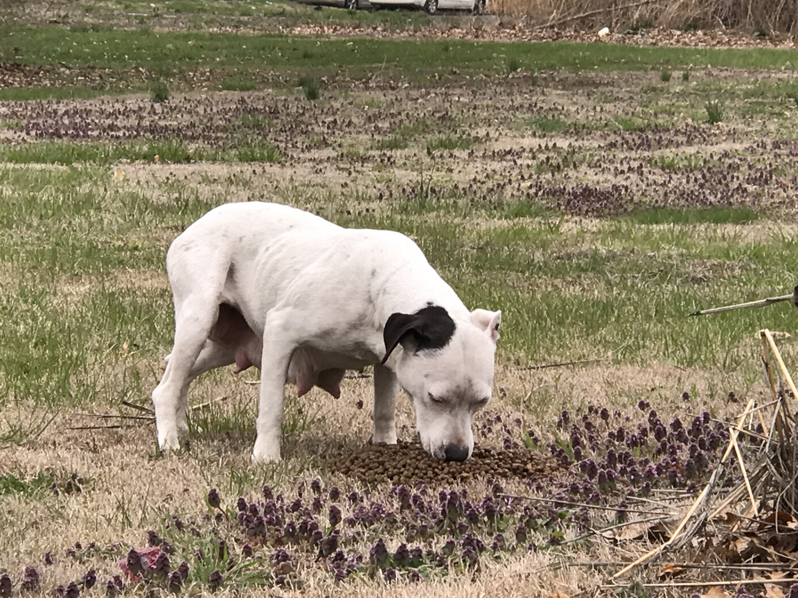 Mother dog on the field