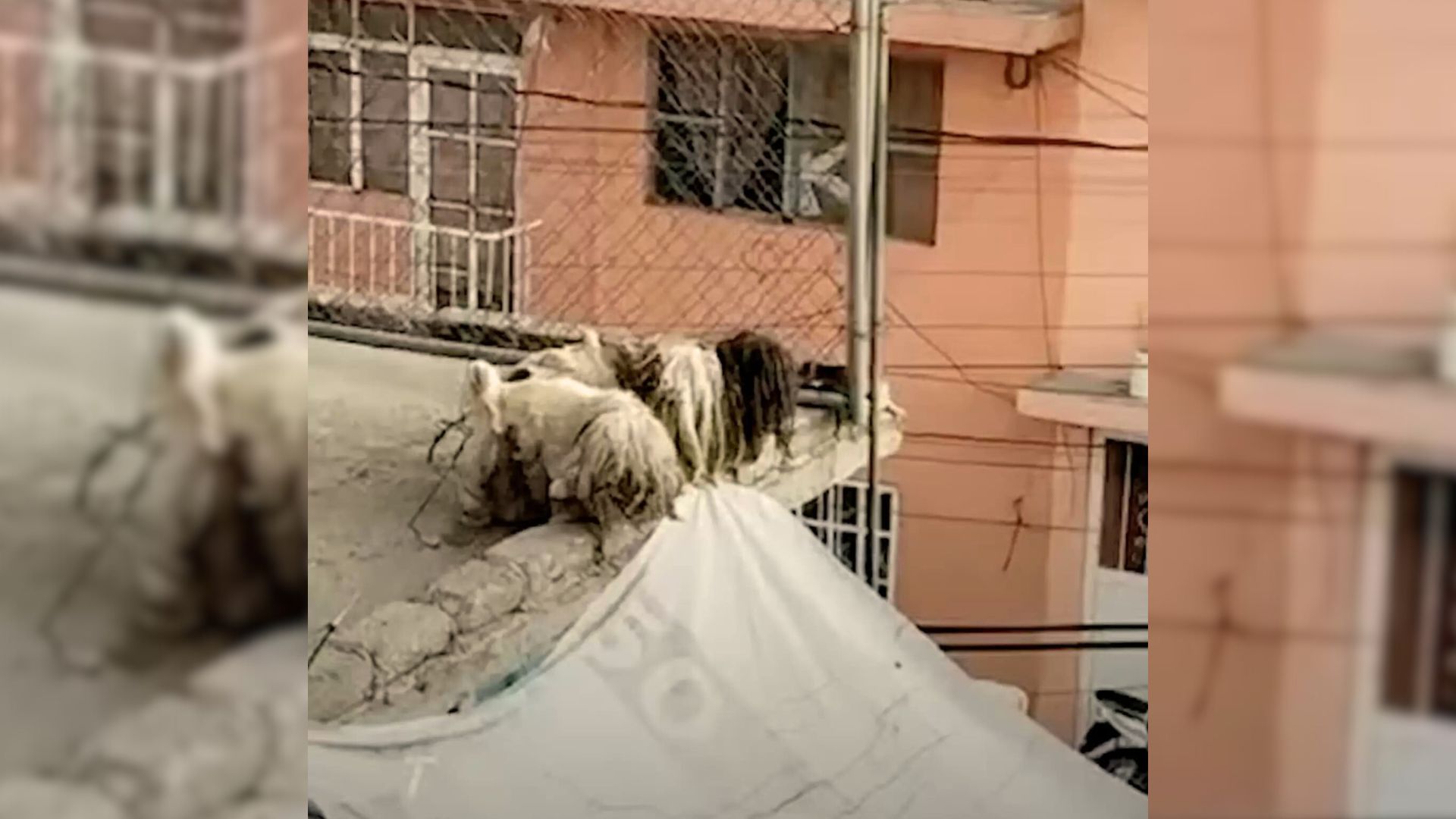 Neighbor Shocked To Realize That The Little Rags On The Roof Were Something Completely Different