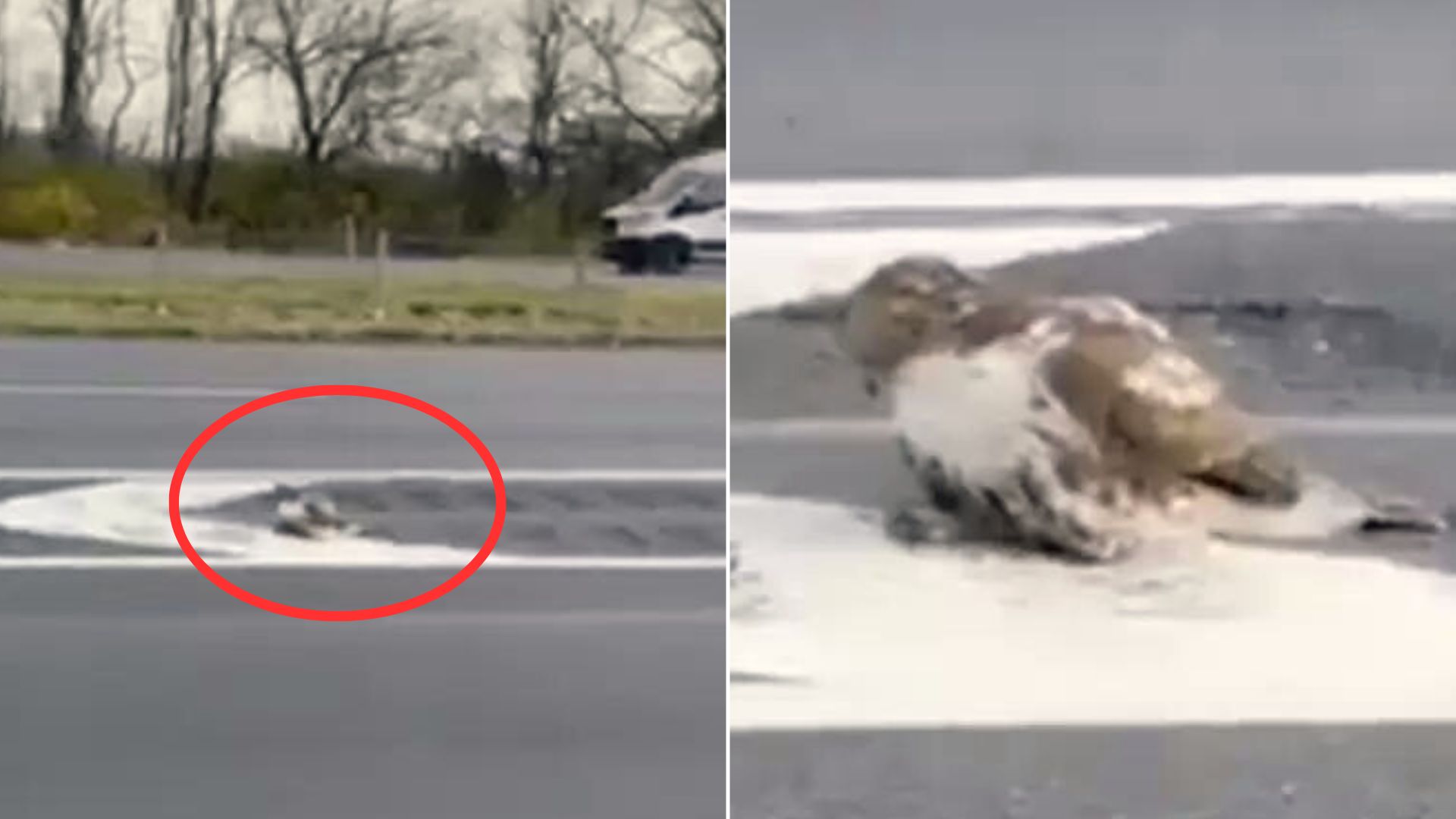 No One Wanted To Help This Mystery Animal But Then Somebody Amazing Decided To Step In