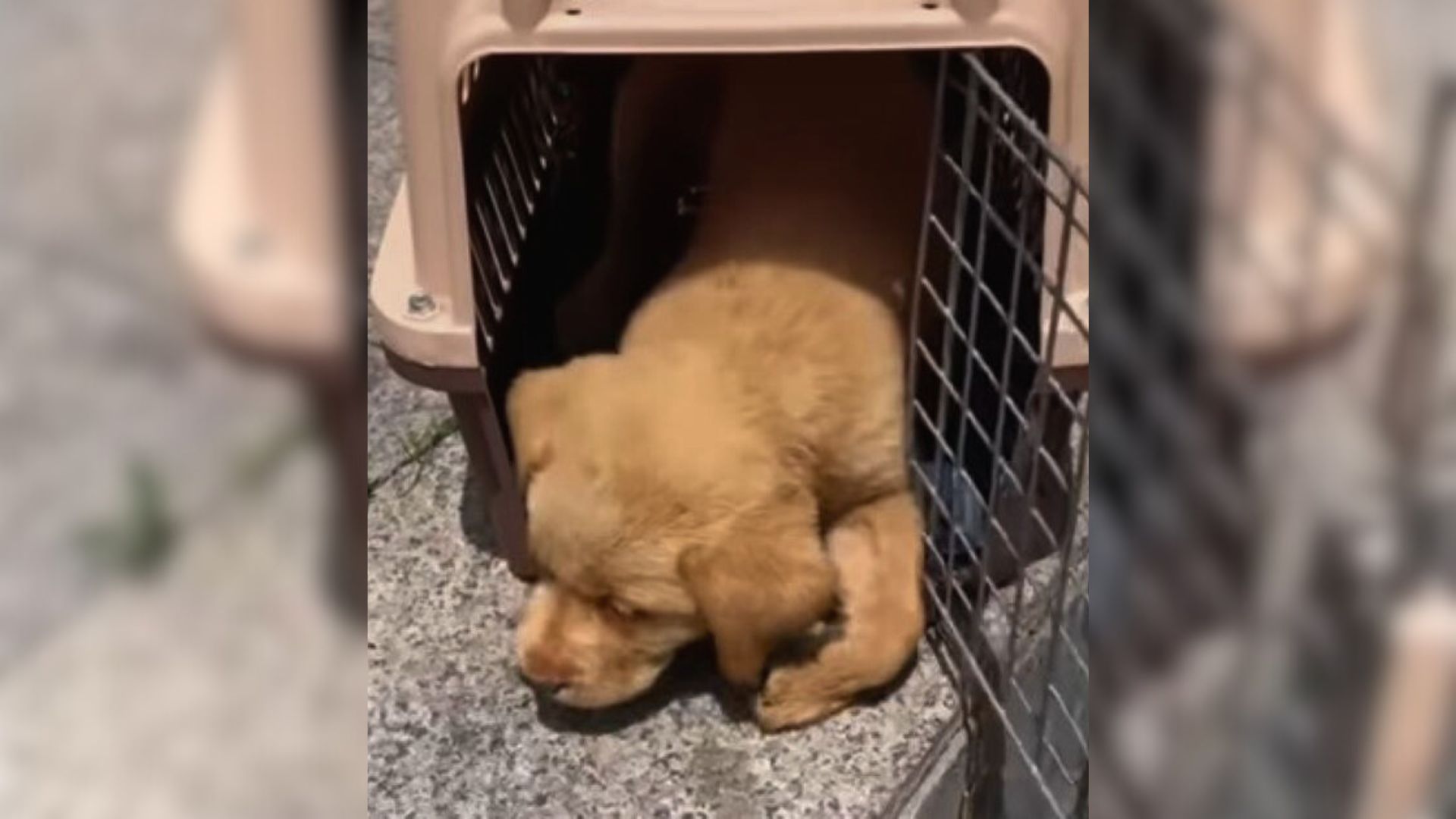 People Were Shocked To Find A Paralyzed Puppy Inside The Carrier Left In A Parking Lot