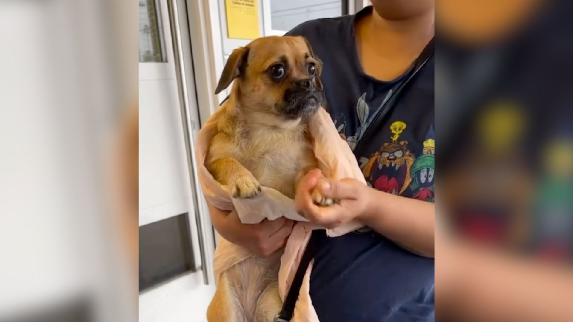 This Dog’s Reaction Upon Being Surrendered To A Shelter Will Break Your Heart