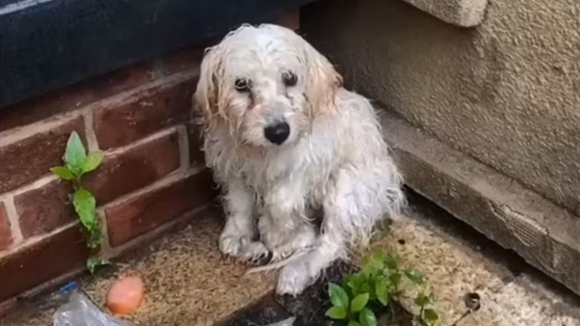 Puppy Shivering In The Rain Was Desperate For Help And Then Something Amazing Happened