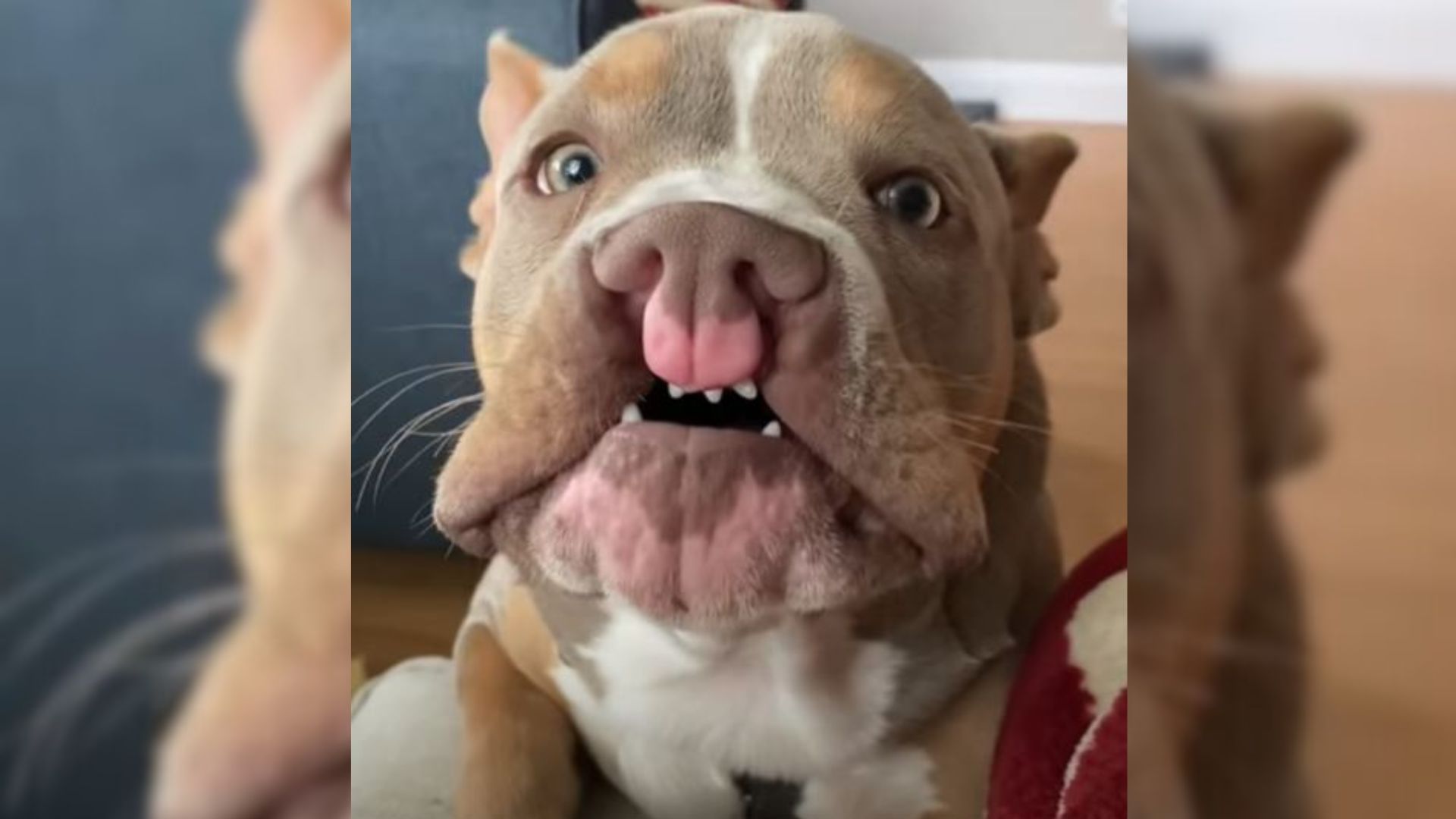 Pup Called ‘The Ugliest Dog’ By Other People Is The Most Lovable Furbaby Ever