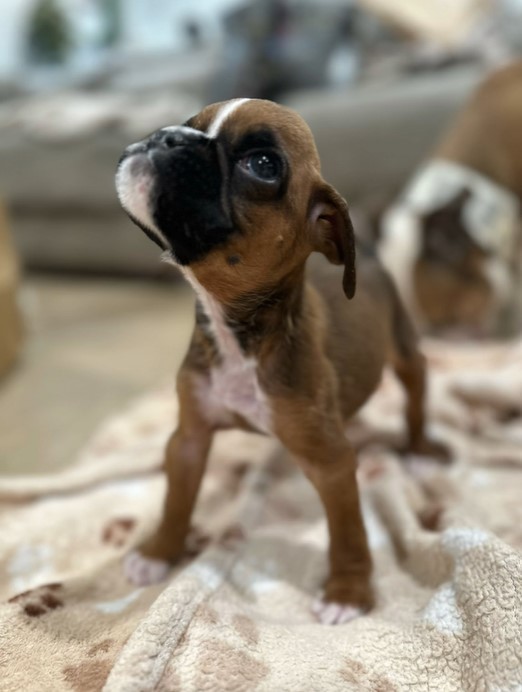 Puppy With Cleft Palate