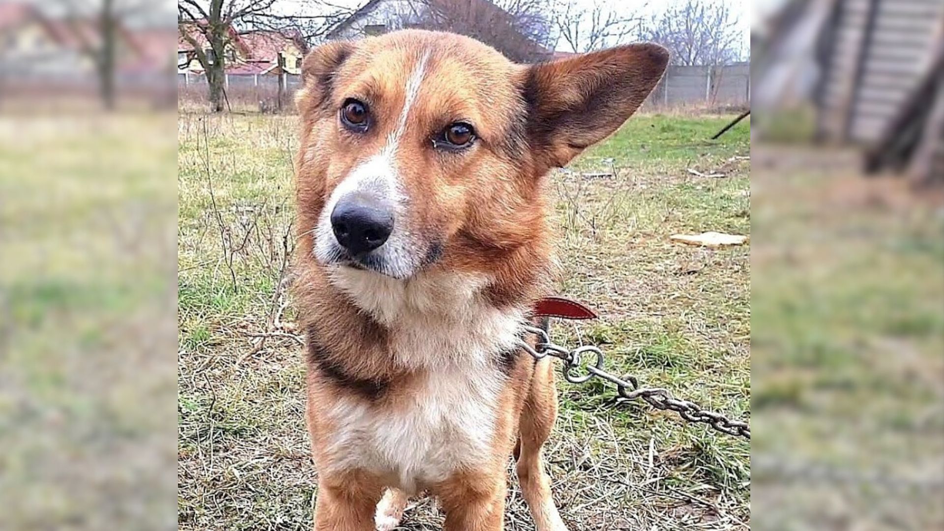 Rescuers Found A Dog Chained To A Fence And Were Shocked To Learn His Backstory