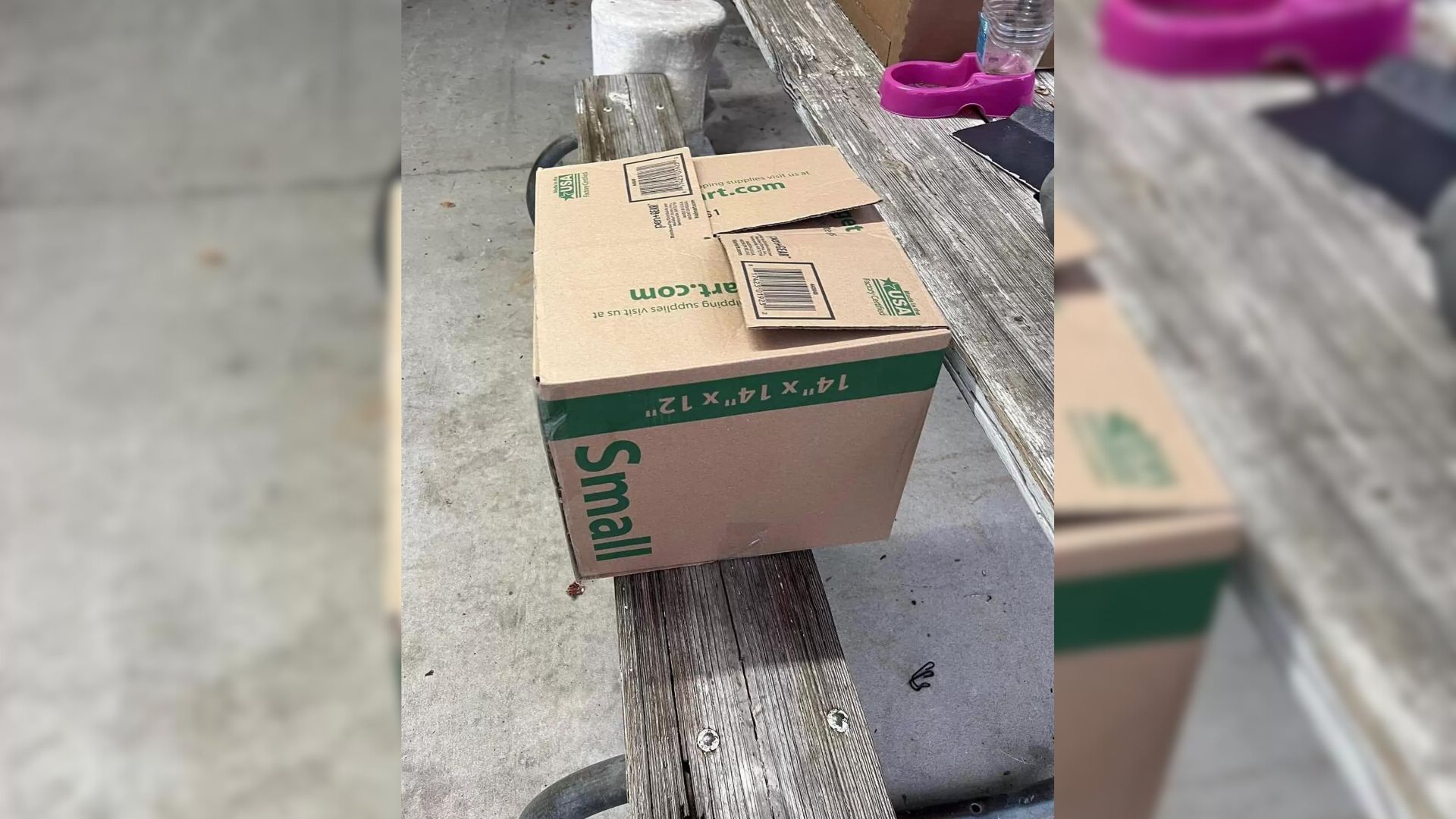 Rescuer Can’t Believe What He Discovered In A Small Cardboard Box Near The Shelter