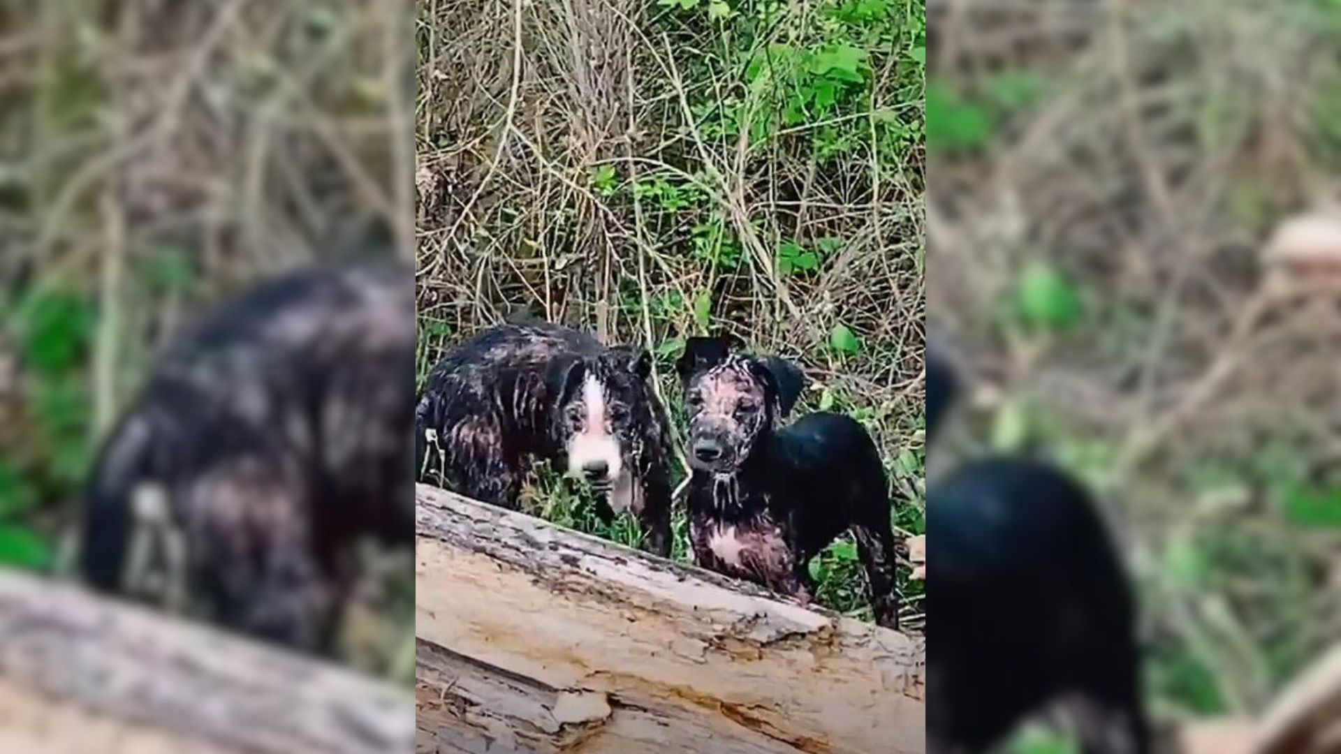 Man Passing By On The Road Shocked To Discover Two Puppies Abandoned In Terrible Condition