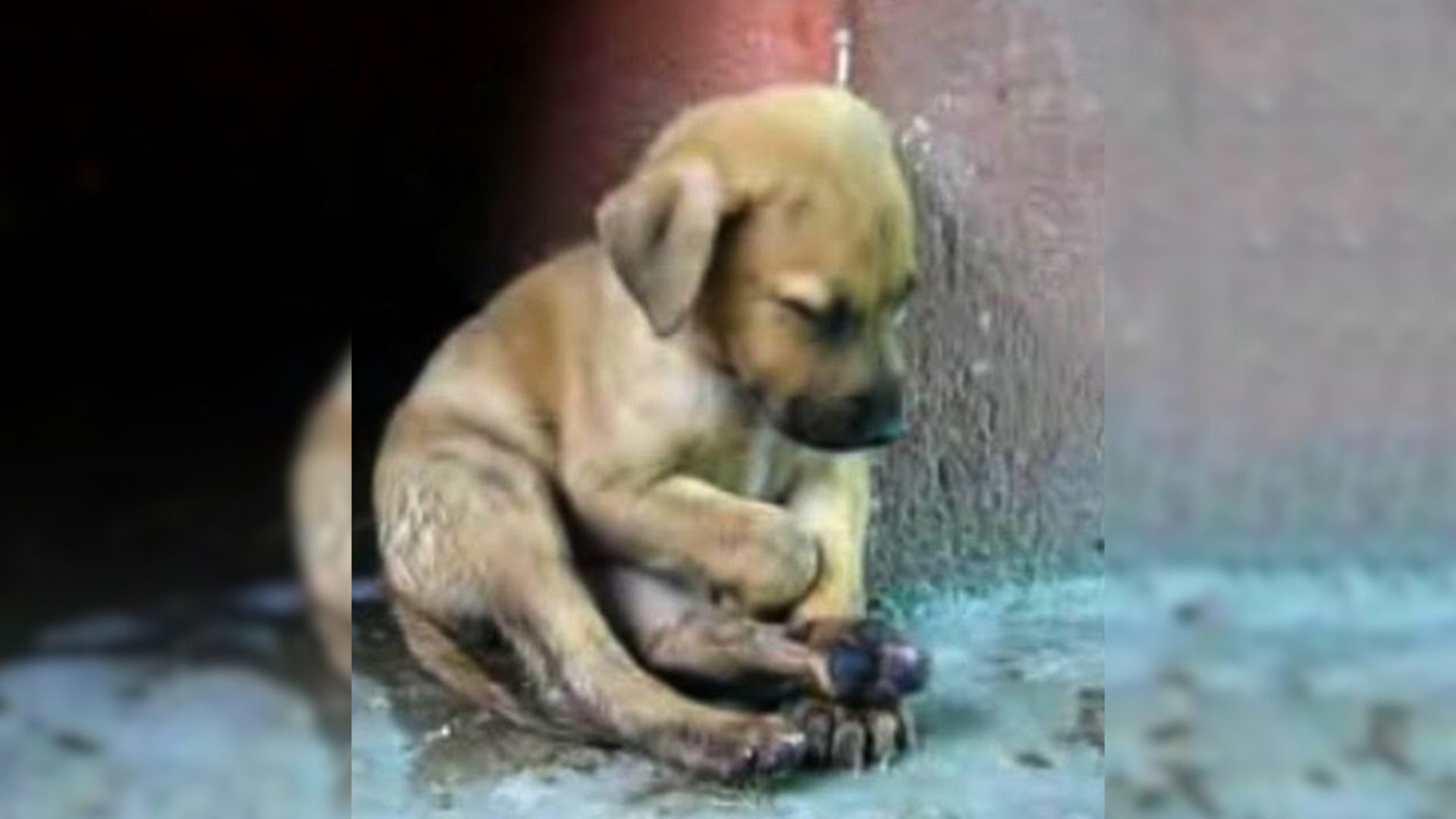 Sad Puppy Sitting On The Street Desperately Needed Help And Then Something Amazing Happened