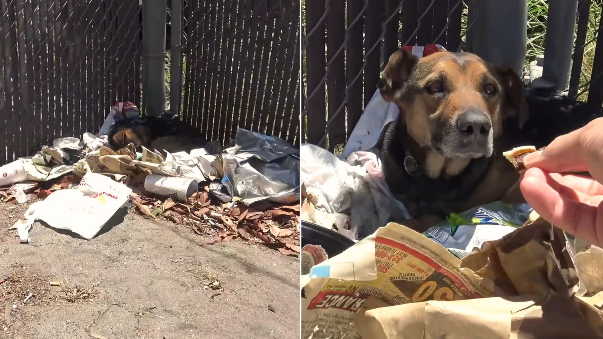 Dog Living On A Pile Of Trash Can’t Hide His Happiness When A Kind Human Comes To His Aid