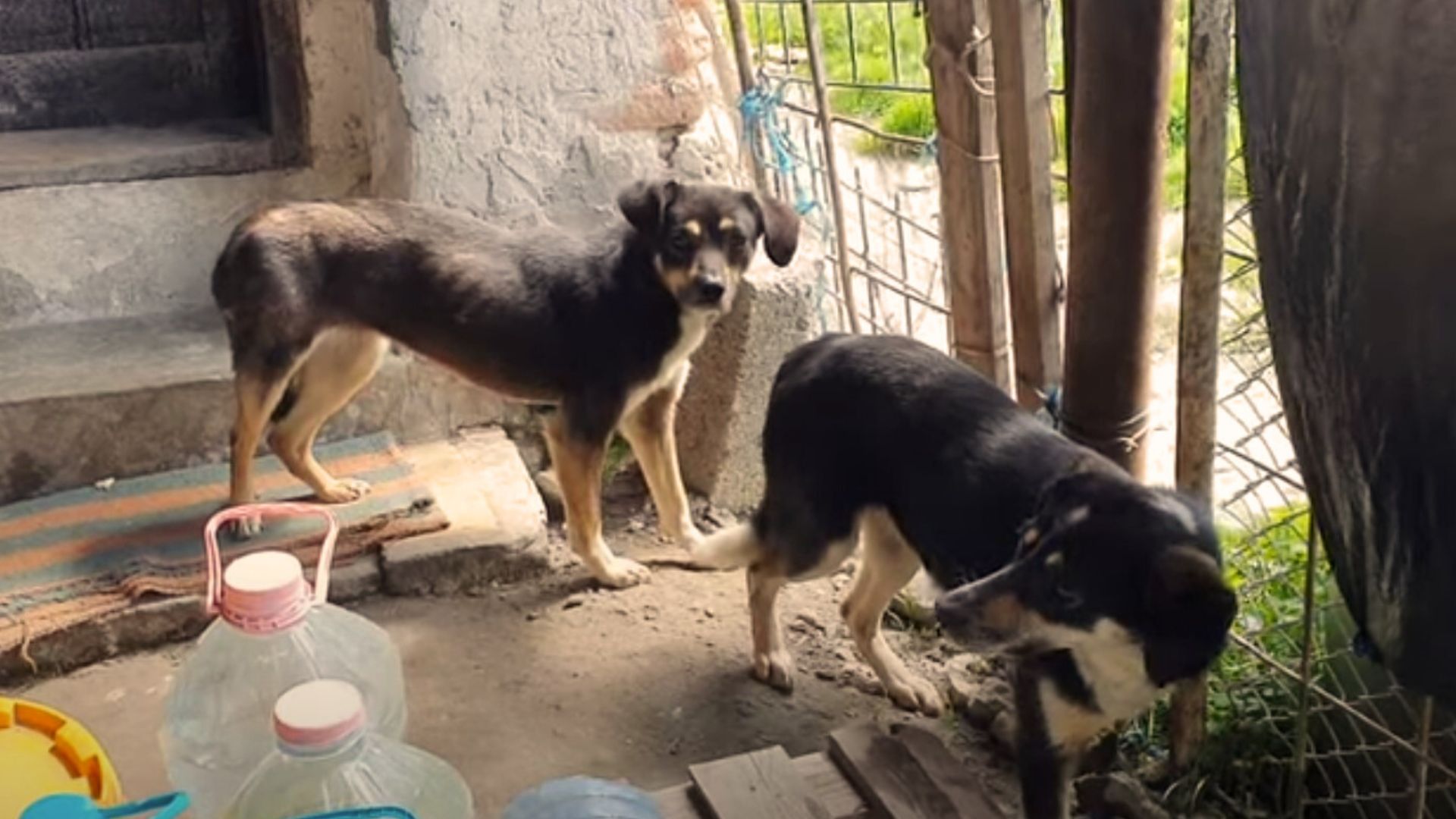 Two Bonded Dogs Surrendered At Shelter Keep Hiding From People, Until They Learn What Love Is