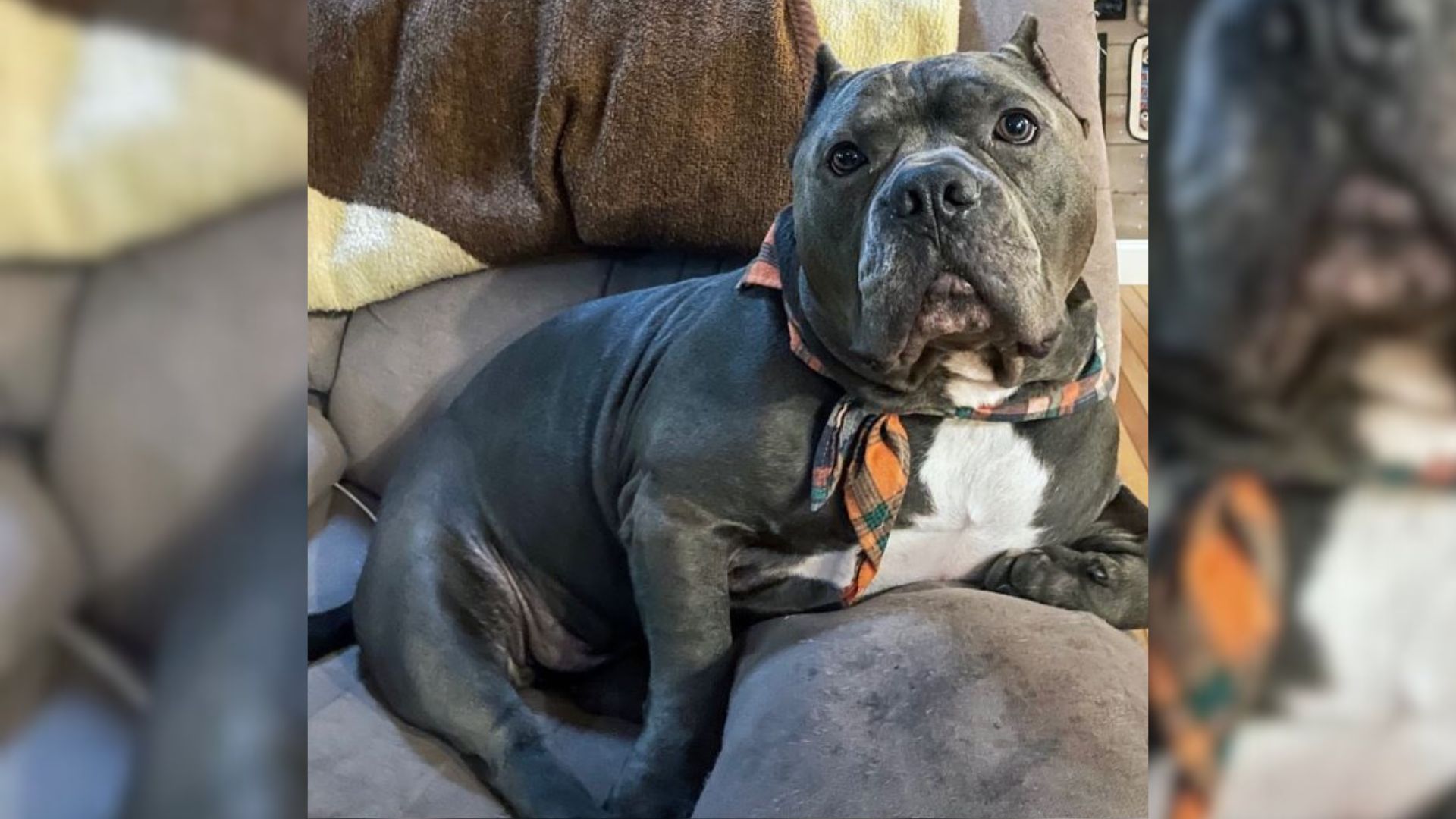 This Bully Dog Was Abandoned By His Family Due To Obesity, Now He’s Thriving In A New Home