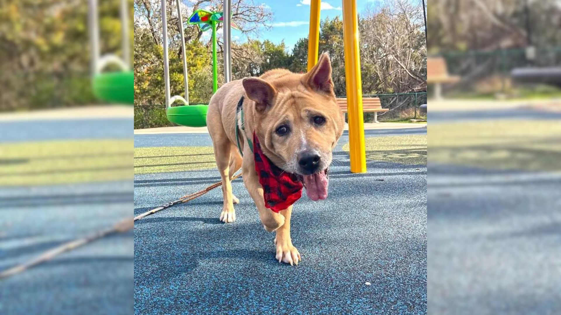 Senior Dog That Spent More Than 700 Days At Shelter Can’t Hide Happiness After Finding Home