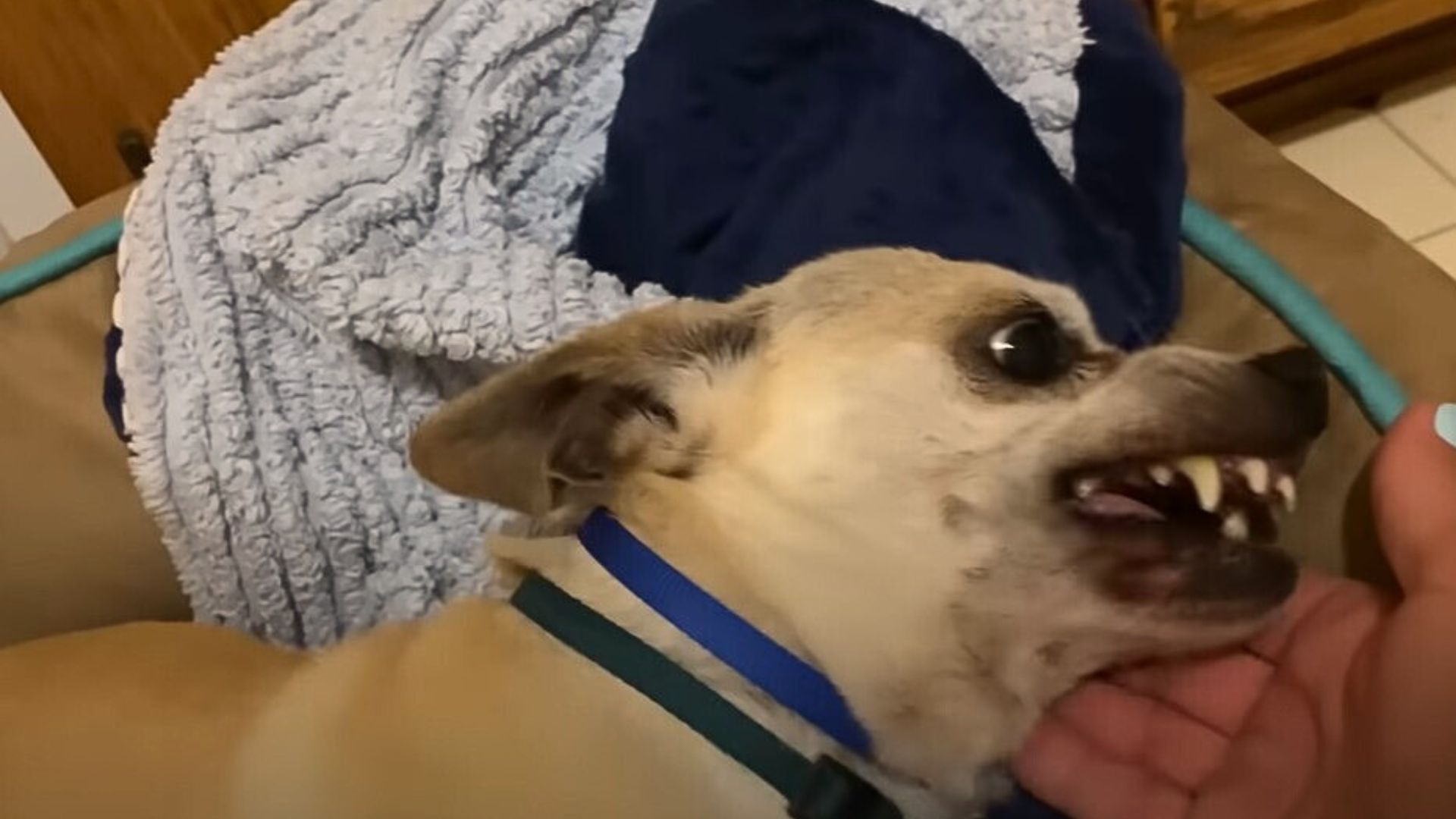 This Dog Would Not Stop Screaming Until He Met Someone Truly Special