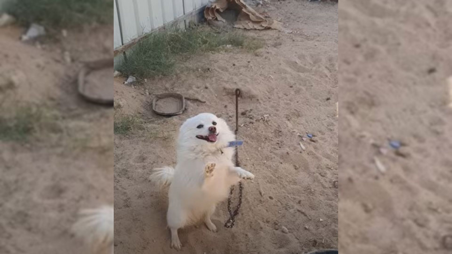 A Pup Tied To A Chain Keeps Asking Rescuers To Save Him By Raising His Paws