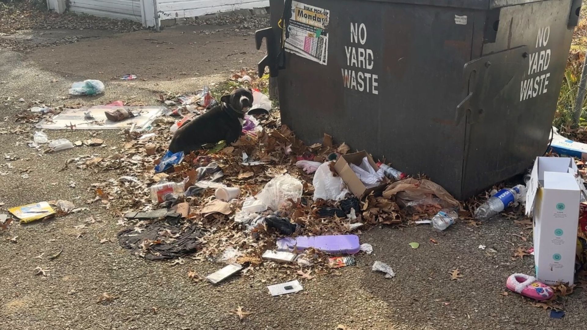 Rescuers Spot A Dog Lying On A Pile Of Trash Near Dumpster And Immediately Jump Into Action