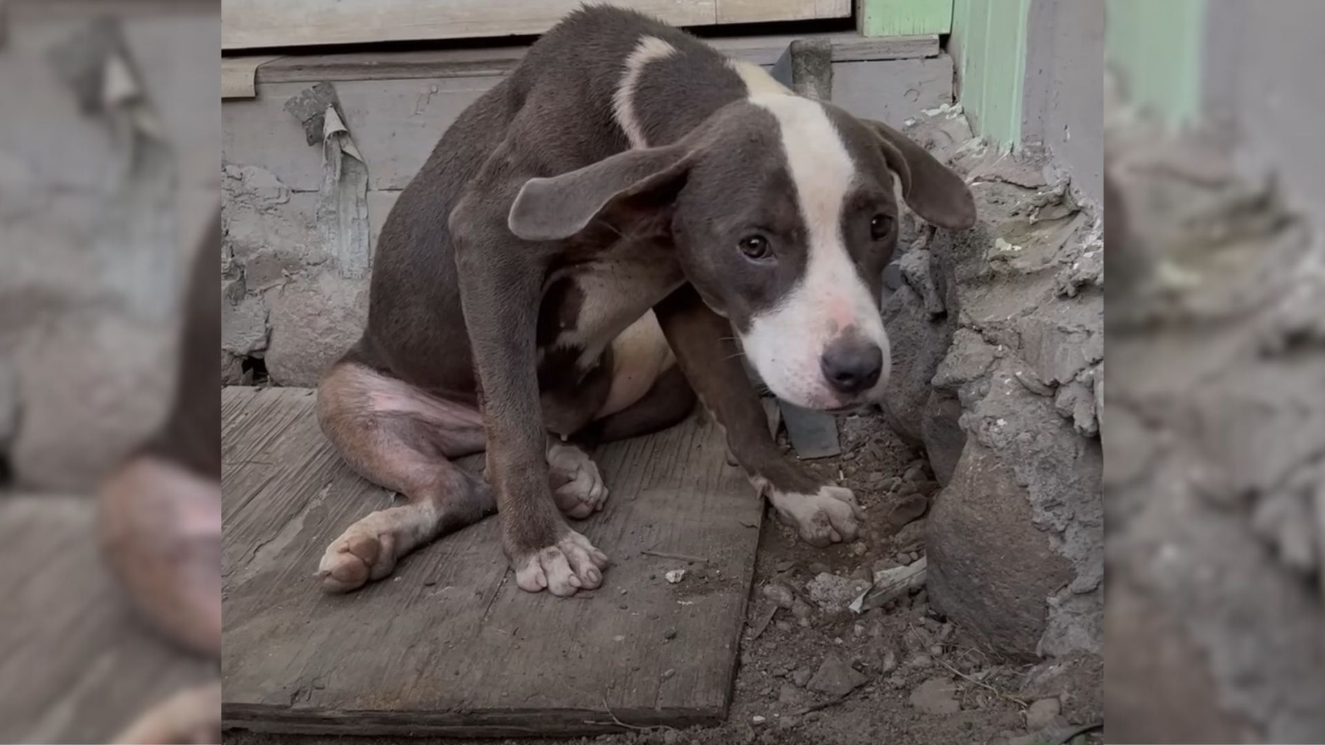 Puppy Looked So Depressed But Then Everything Changed When She Met Someone Special