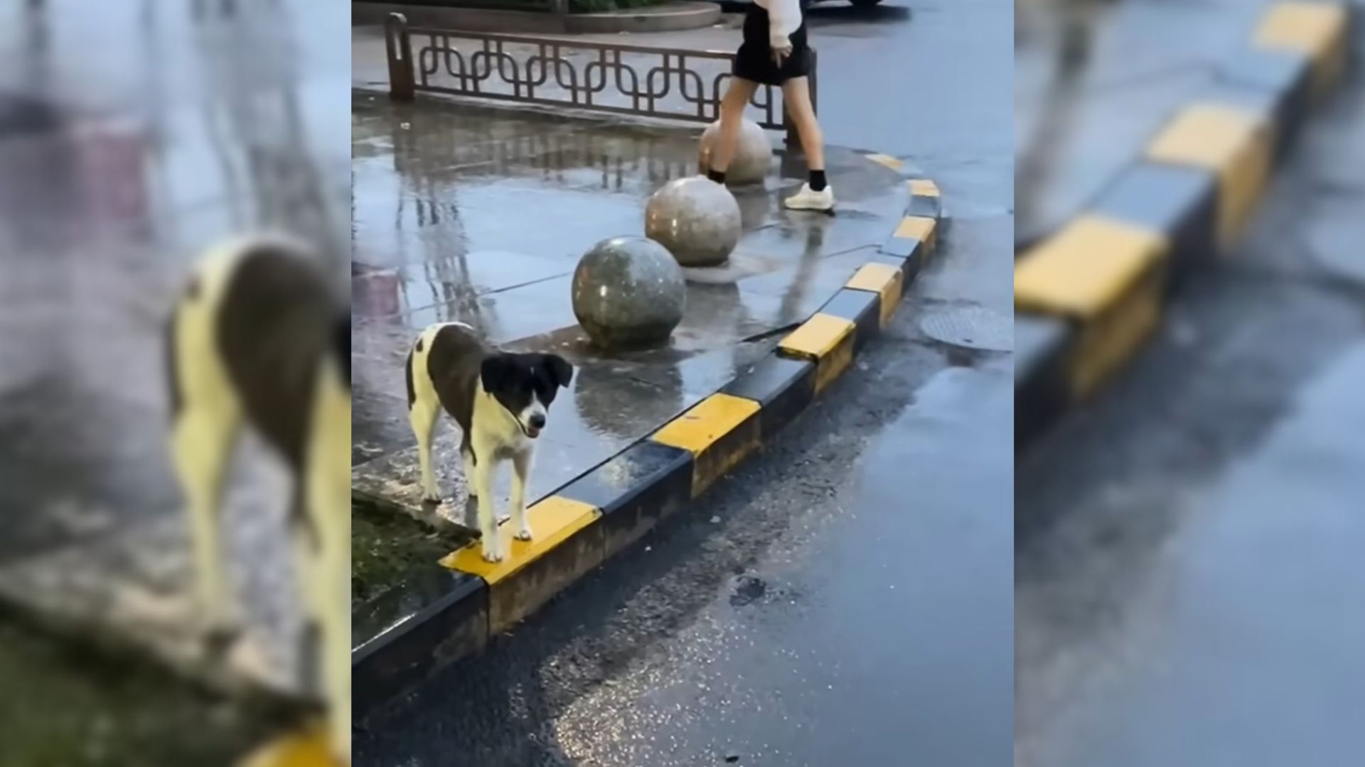 Pregnant Dog Was Standing In Front Of A Restaurant Hoping For Help But Everyone Ignored Her